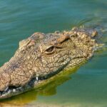 Bocah 6 Tahun di Riau Selamat dari Serangan Buaya Berkat Keberanian Ibunya