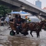Banjir Kelapa Gading Jadi Ladang Cuan Kusir Delman, Tarif Sekali Jalan Rp 100 Ribu