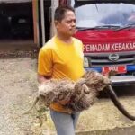 Binturong Langka Ditemukan Mati di Pandeglang dengan Luka Tembak Senapan Angin