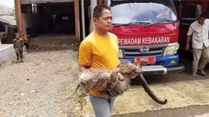 Binturong Langka Ditemukan Mati di Pandeglang dengan Luka Tembak Senapan Angin
