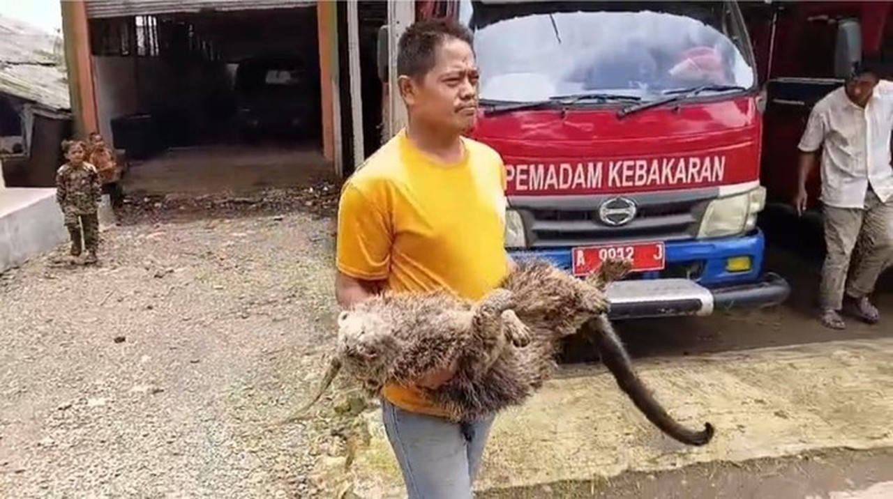 Binturong Langka Ditemukan Mati di Pandeglang dengan Luka Tembak Senapan Angin