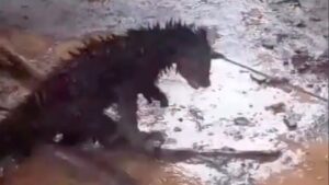 Binturong Mati di Pandeglang Akibat Dikira Hewan Jadi-jadian, Bukan Diburu