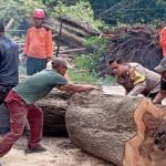 Dua Pohon Asam Tua Tumbang di Serang, Timpa 3 Bangunan dan Lukai 1 Warga