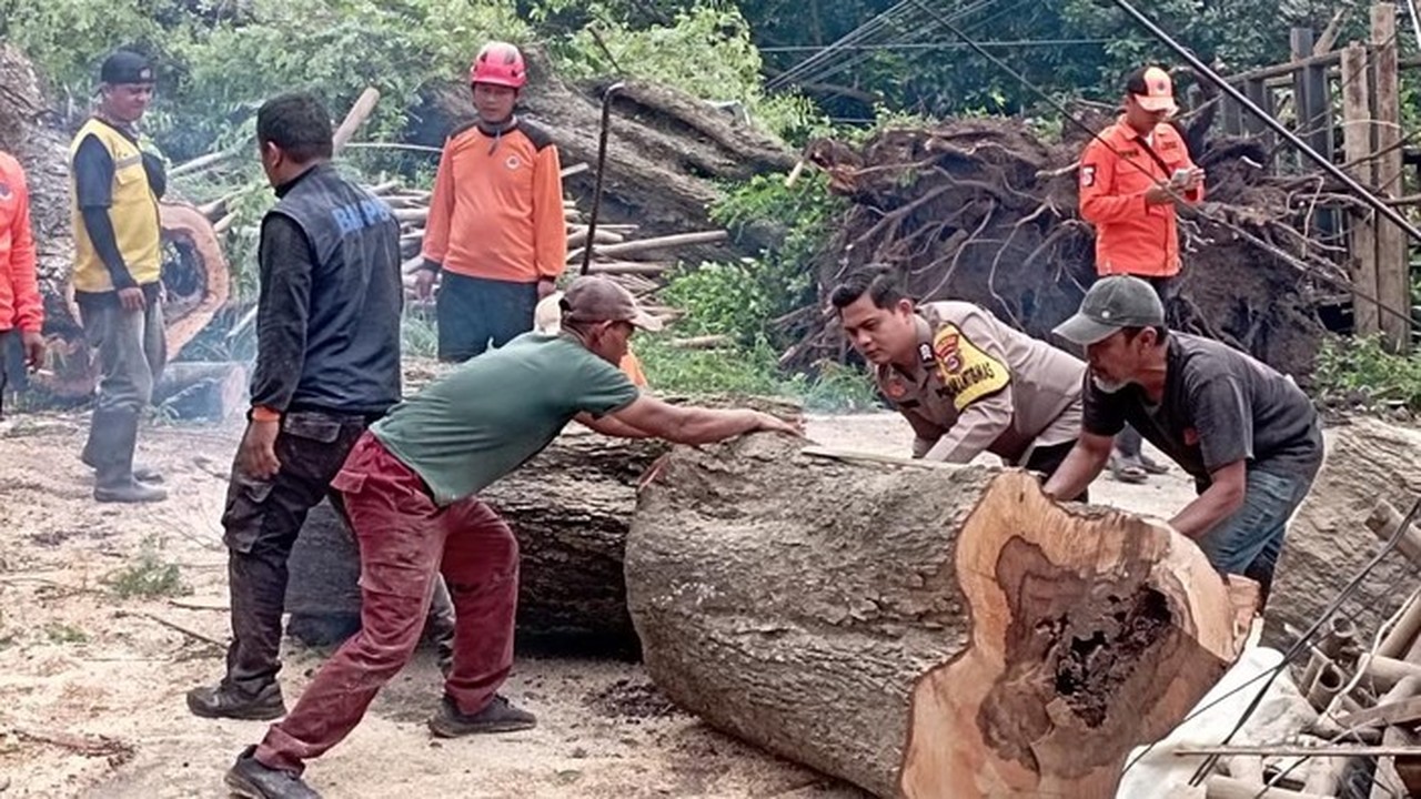 Dua Pohon Asam Tua Tumbang di Serang, Timpa 3 Bangunan dan Lukai 1 Warga