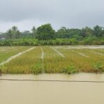 Banjir Pandeglang Rendam 4.794 Hektare Sawah, 65 Hektare Gagal Panen