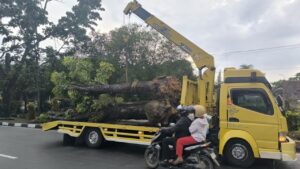 Wali Kota Pekanbaru Terbitkan Surat Edaran Larangan Penebangan Pohon Demi Kelestarian Lingkungan