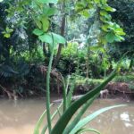 Buaya ‘Lisa’ Muncul di Dekat SMAN 5 Depok, Damkar Turun Tangan Koordinasi dengan BKSDA