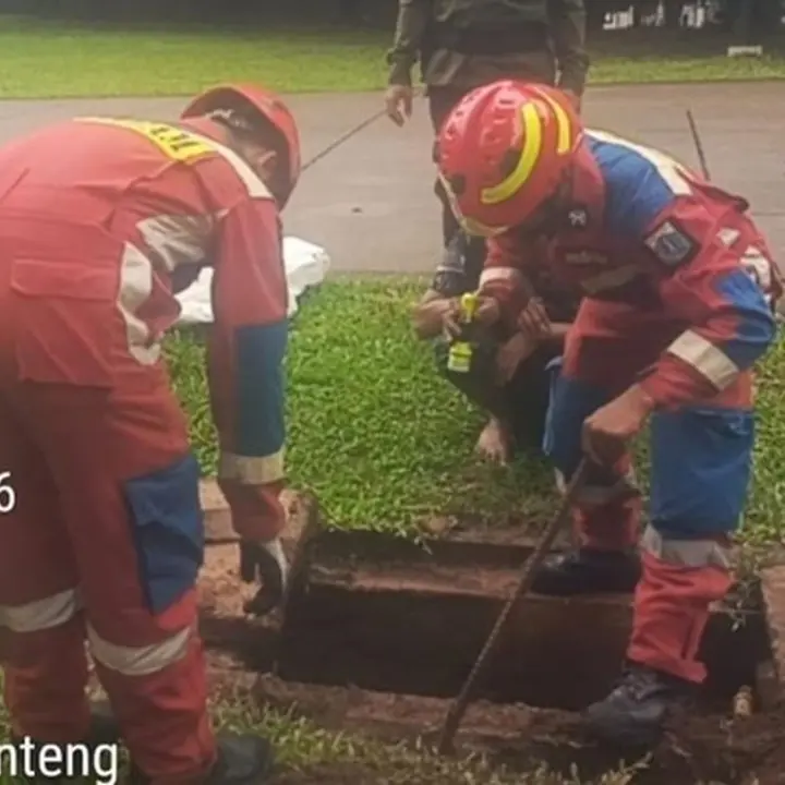 Ular Kobra Gemparkan Lapangan Banteng Jakarta Pusat, Damkar Berhasil Evakuasi