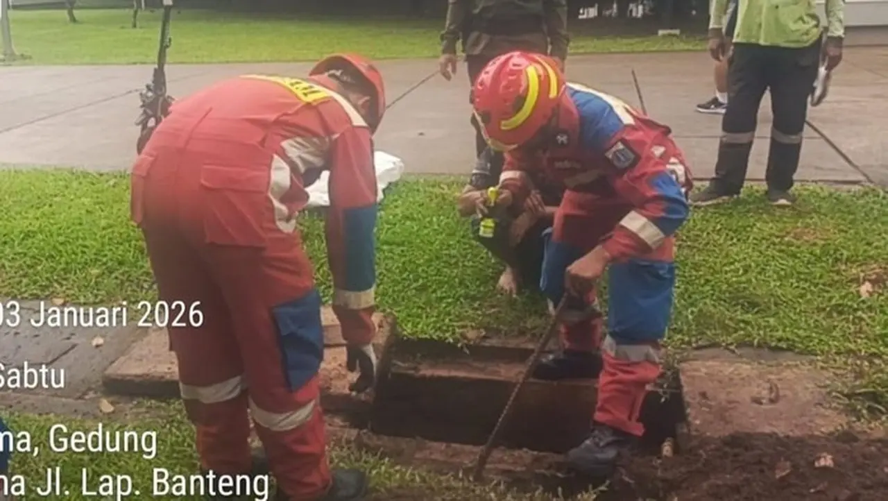 Damkar Mengevakuasi Ular Kobra Yang Muncul Di Lapangan Banteng, Jakarta Pusat (dok. Istimewa)