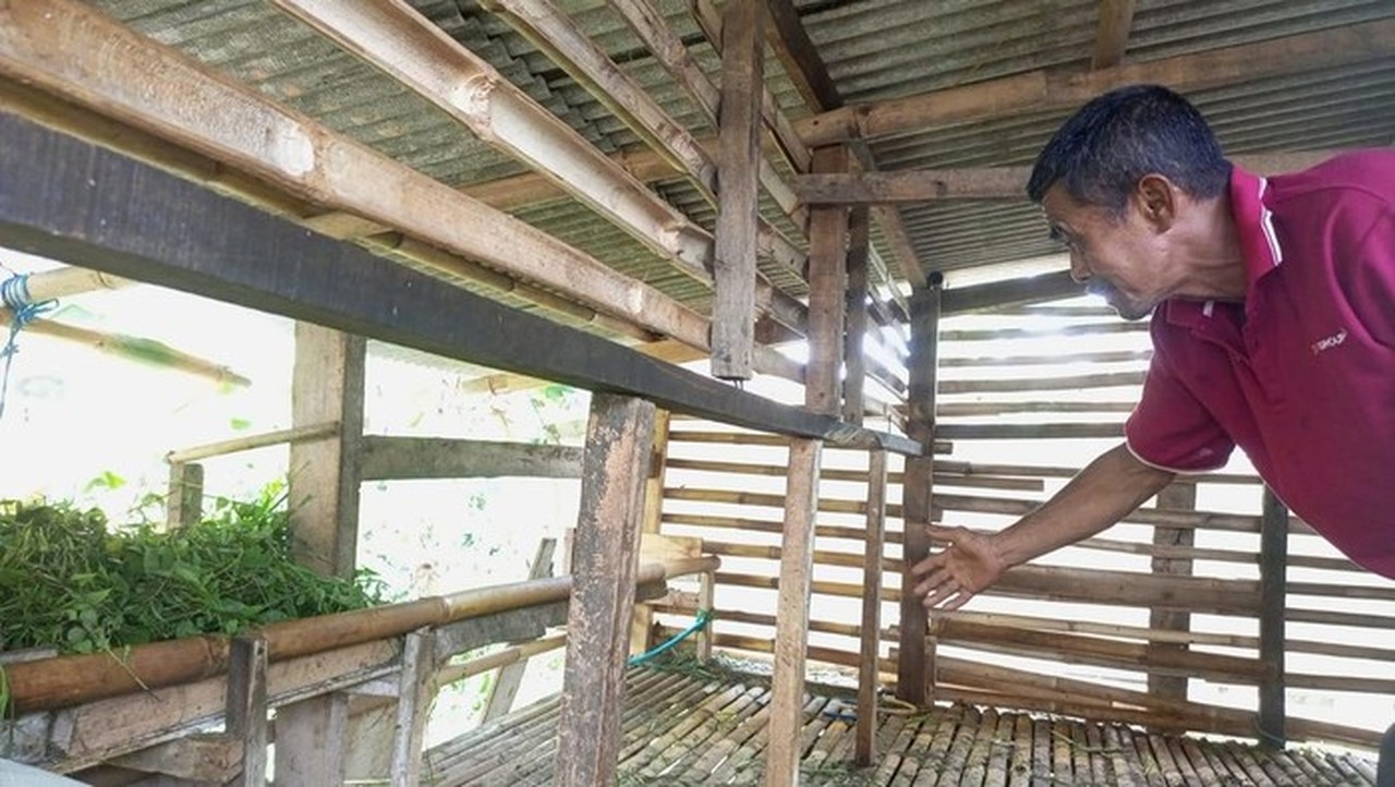 11 Domba Warga Bogor Dicuri, 4 Ekor Ditinggal Jeroannya di Kandang 11 Domba Warga Bogor Dicuri, 4 Ekor Ditinggal Jeroannya di Kandang
