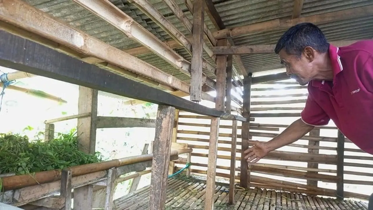 Viral Domba Milik Warga Di Kelurahan Mekarwangi, Kecamatan Tanah Sareal, Kota Bogor Dicuri. (foto: Dok. Istimewa)