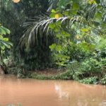 Buaya ‘Lisa’ 1,5 Meter Muncul di Belakang SMAN 5 Depok, Warga Khawatir