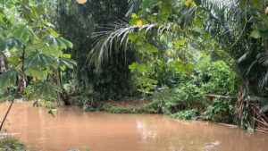 Buaya ‘Lisa’ 1,5 Meter Resahkan Siswa SMAN 5 Depok, Lokasi Munculnya Terungkap