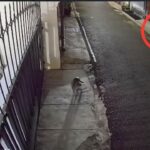 DJ Donny Lapor ke Polda Metro Usai Rumahnya Dilempari Bangkai Ayam dan Molotov