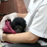 Polisi Riau Ungkap Perdagangan Owa Siamang, Primata Langka Dijual Rp 10 Juta