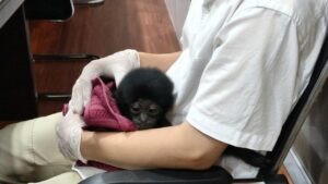 Polisi Riau Ungkap Perdagangan Owa Siamang, Primata Langka Dijual Rp 10 Juta