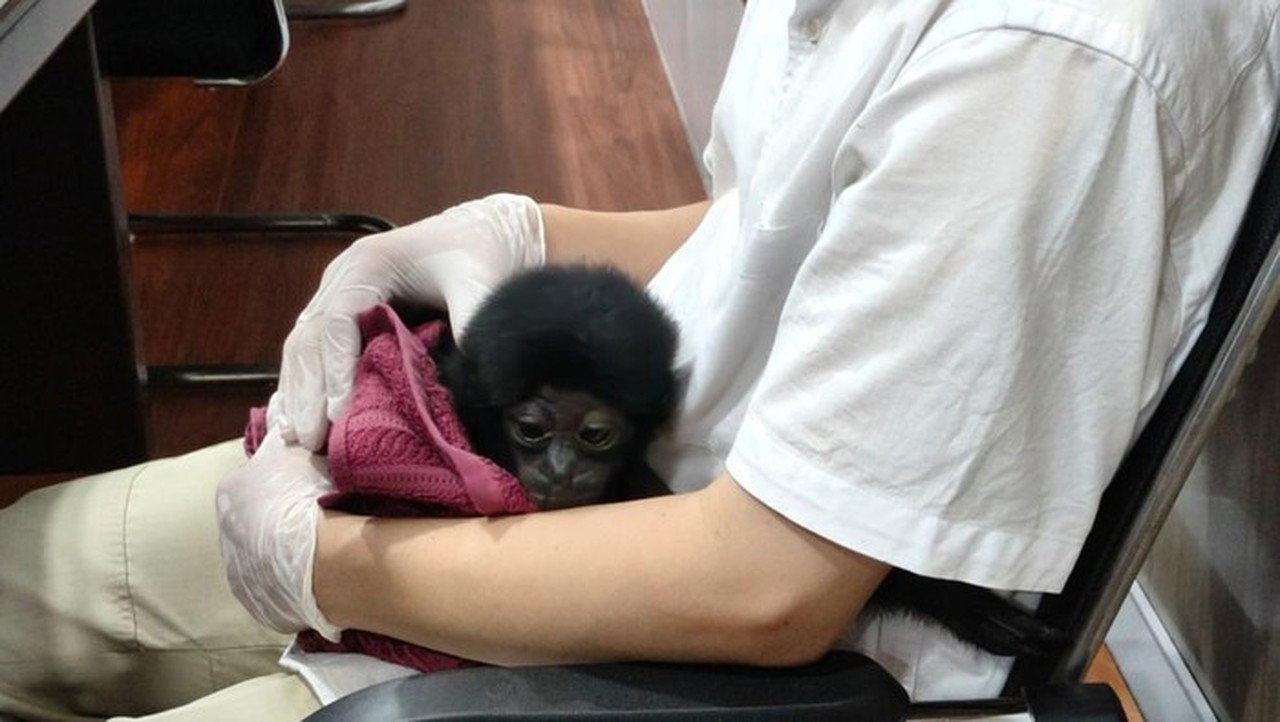 Polisi Riau Ungkap Perdagangan Owa Siamang, Primata Langka Dijual Rp 10 Juta