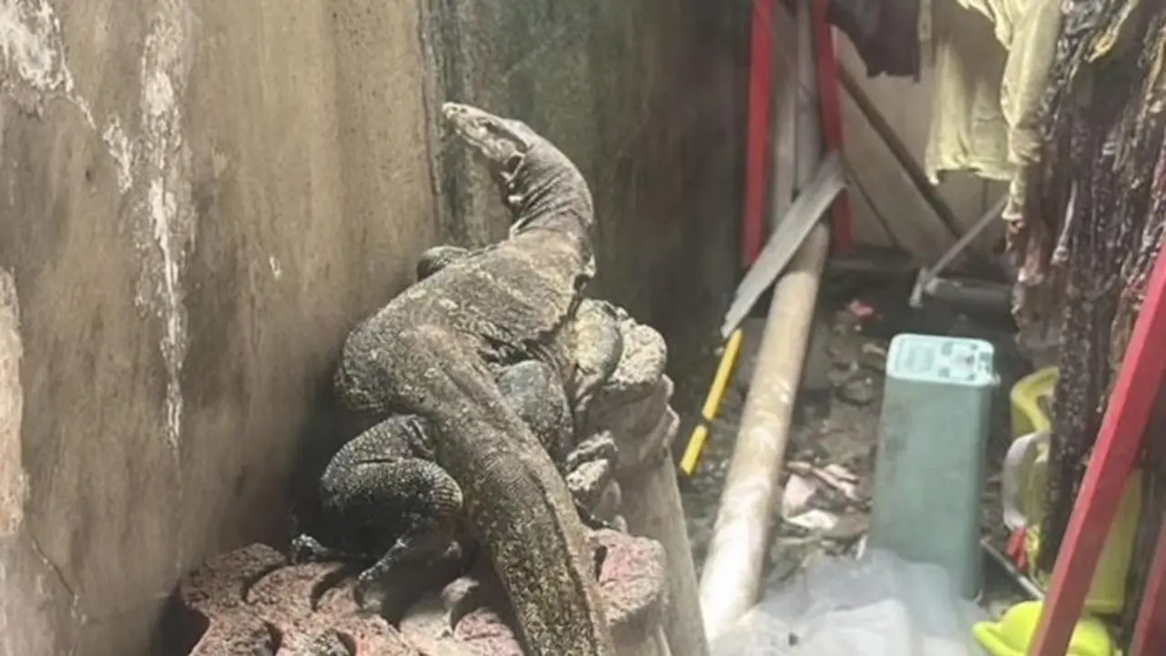 Warga Di Bantarjati, Kecamatan Bogor Utara, Kota Bogor, Kaget Lihat Biawak Muncul Saat Menjemur Pakaian. (foto: Dok. Istimewa)