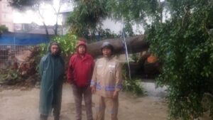 Pohon Beringin 15 Meter Tumbang Timpa Kolam Renang Akibat Hujan Deras di Ciputat