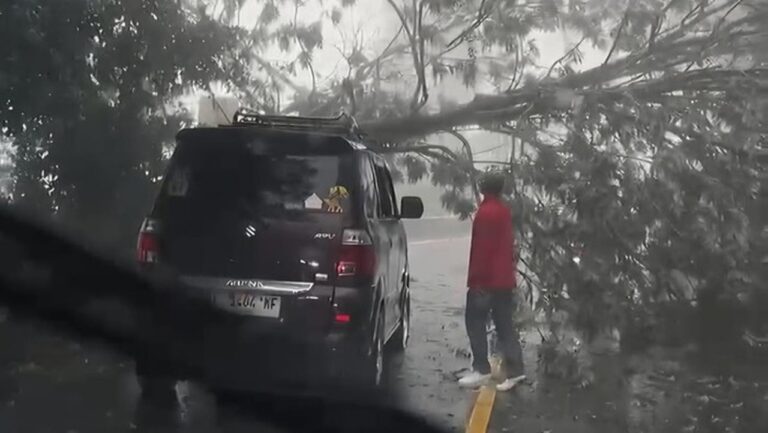 Pohon Tumbang Akibat Hujan Deras Tutup Jalan Raya Puncak Bogor, Arus Lalu Lintas Terganggu Pohon Tumbang Akibat Hujan Deras Tutup Jalan Raya Puncak Bogor, Arus Lalu Lintas Terganggu