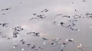 Ikan Mati Massal di Situ Citongtut Bogor, Pemkab Bogor Turun Tangan Selidiki Penyebab