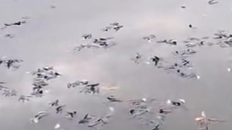 Ikan Mati Massal di Situ Citongtut Bogor, Pemkab Bogor Turun Tangan Selidiki Penyebab Ikan Mati Massal di Situ Citongtut Bogor, Pemkab Bogor Turun Tangan Selidiki Penyebab