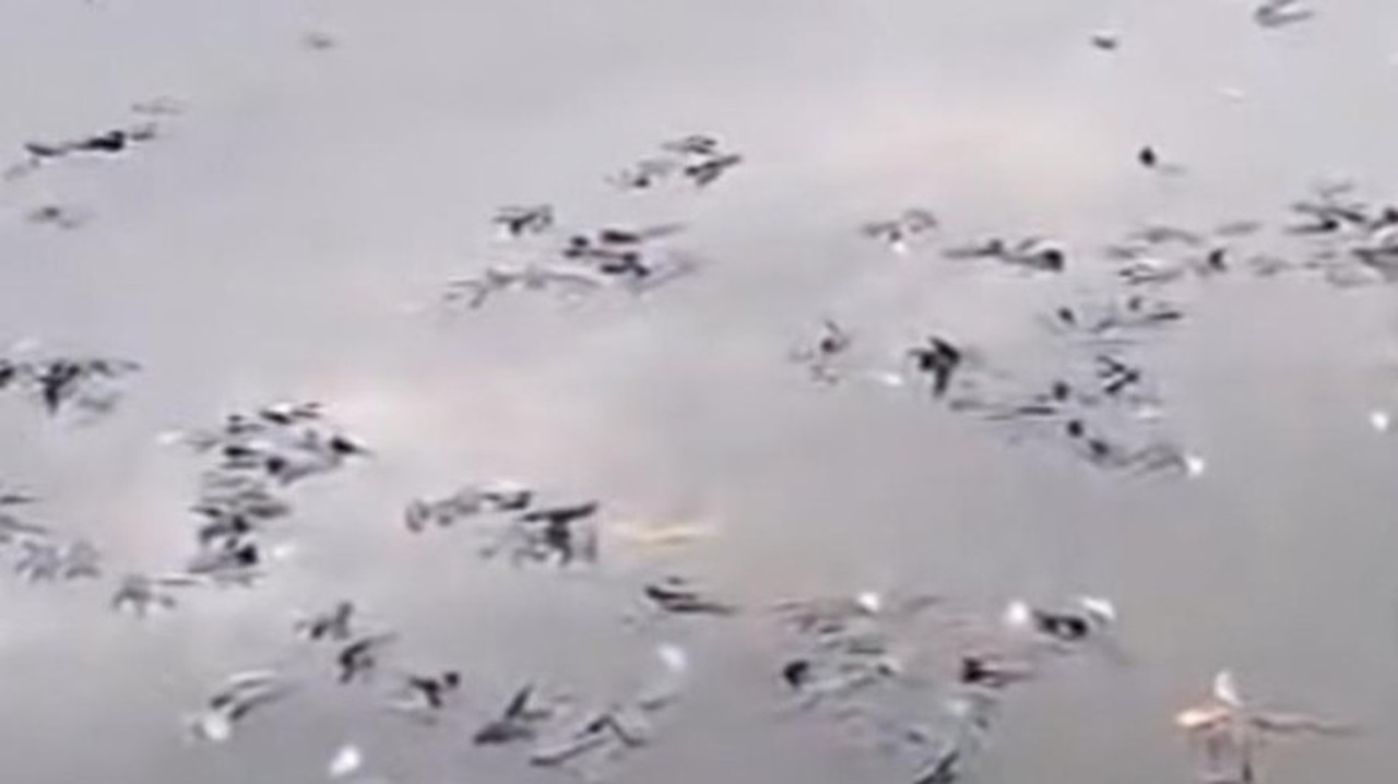 Ikan Mati Massal di Situ Citongtut Bogor, Pemkab Bogor Turun Tangan Selidiki Penyebab Ikan Mati Massal di Situ Citongtut Bogor, Pemkab Bogor Turun Tangan Selidiki Penyebab