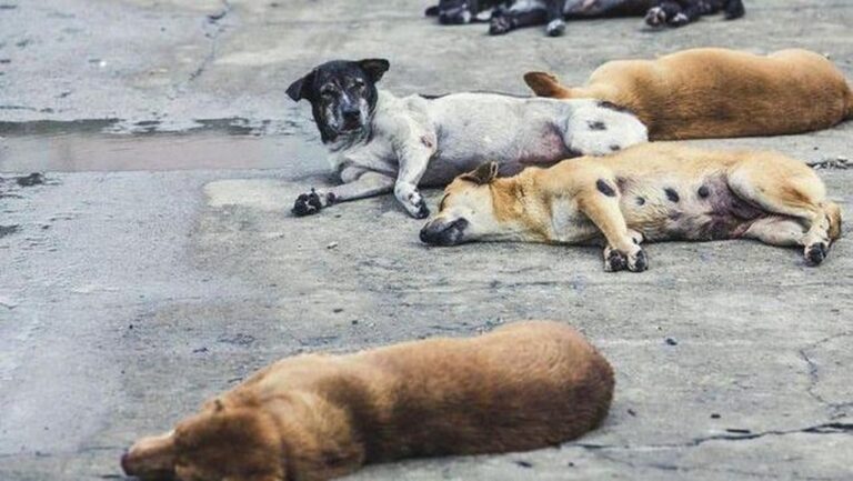 Mobil Tanpa Pengemudi Berisi 7 Bangkai Anjing Ditemukan di Minahasa Mobil Tanpa Pengemudi Berisi 7 Bangkai Anjing Ditemukan di Minahasa