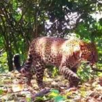 Macan Tutul Jawa Pincang di Sanggabuana Diduga Korban Perburuan Liar