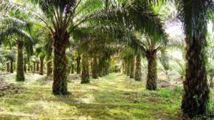 Gubernur Jabar Terbitkan Surat Edaran Larang Penanaman Kelapa Sawit di Wilayahnya