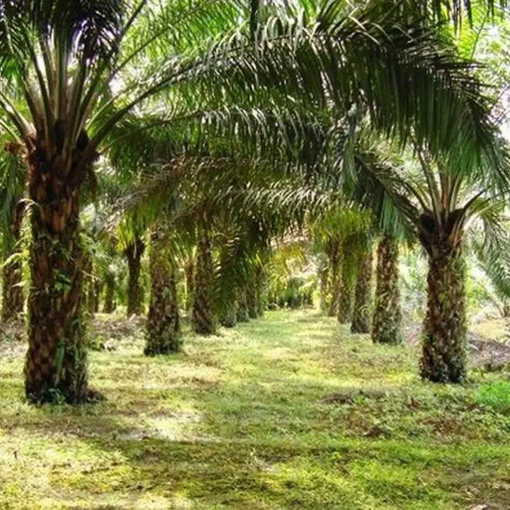 Gubernur Jabar Terbitkan Surat Edaran Larang Penanaman Kelapa Sawit di Wilayahnya