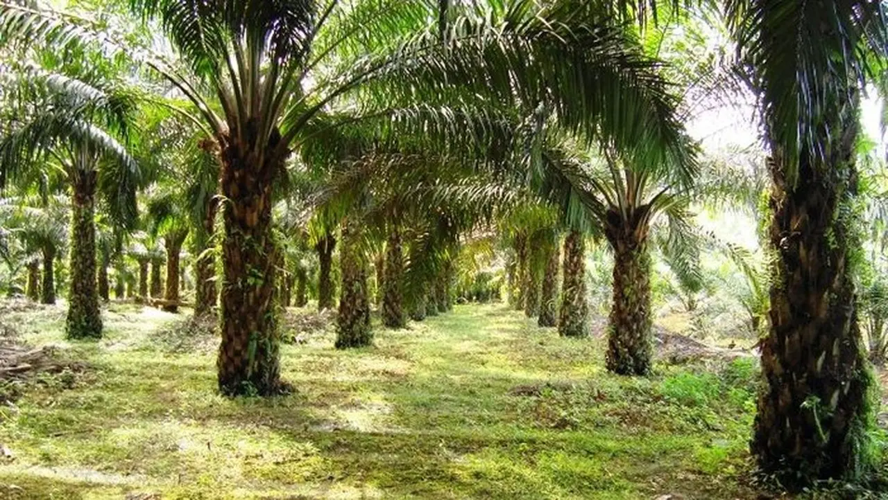 Ilustrasi Kelapa Sawit (wagino 20100516/wikimedia Commons/cc By Sa 3.0)