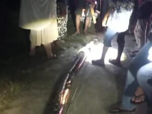 Wanita di Maros Nyaris Tewas Dililit Ular Piton 8 Meter Saat Hendak Ambil Air Wudhu