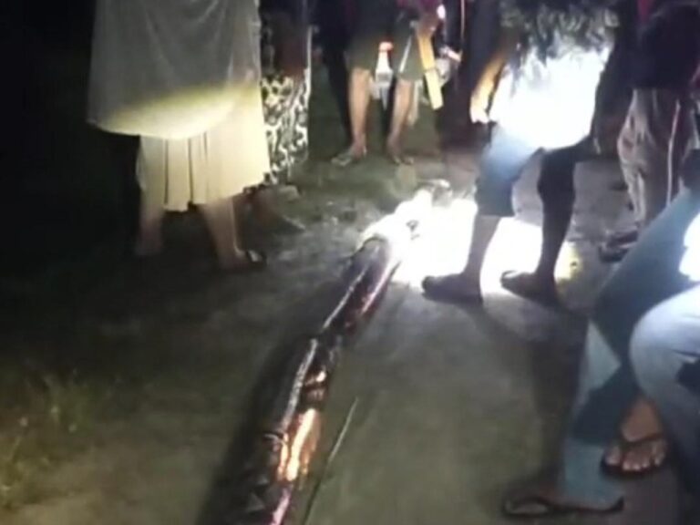 Wanita di Maros Nyaris Tewas Dililit Ular Piton 8 Meter Saat Hendak Ambil Air Wudhu