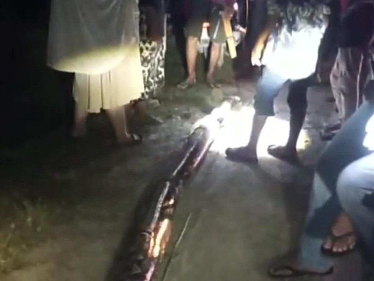 Wanita di Maros Nyaris Tewas Dililit Ular Piton 8 Meter Saat Hendak Ambil Air Wudhu