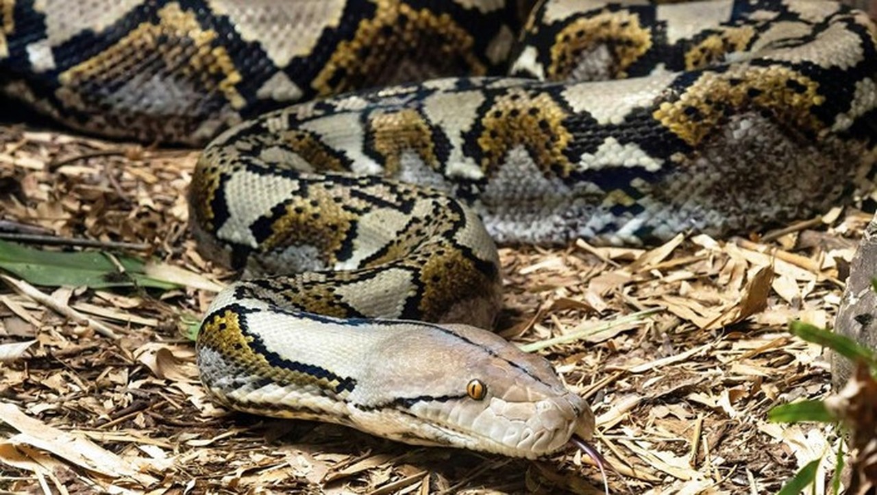 Pria di Sigi Tewas Ditelan Ular Piton 5 Meter Saat Beristirahat di Kebun