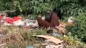 Sam, Orang Utan 20 Tahun, Ditemukan Mencari Makan di Tumpukan Sampah Kutai Timur