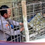 Dipasung 20 Tahun di Ponorogo, Pria ODGJ Akhirnya Dievakuasi Polisi