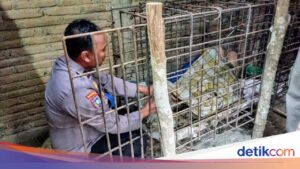 Dipasung 20 Tahun di Ponorogo, Pria ODGJ Akhirnya Dievakuasi Polisi
