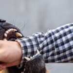 Bocah 8 Tahun di Cianjur Diserang Sekawanan Anjing Liar, Luka Parah di Kepala dan Tubuh