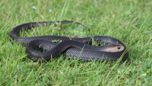 Remaja Sukoharjo Digigit Ular Kobra Saat Unboxing Paket Belanja Online