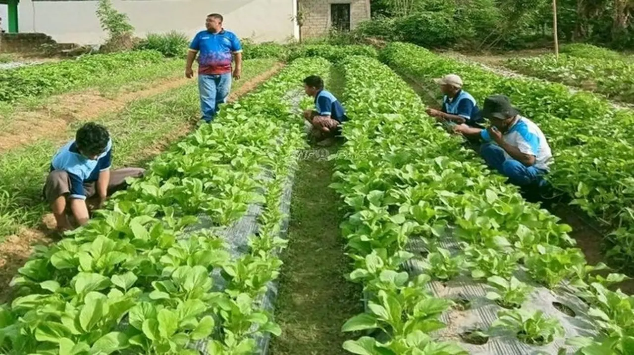 Lahan Sisa Di Lapas Toli Toli, Sulteng Digarap Untuk Menanam Sayuran Oleh 7 Narapidana. Saat Ini Menghasilkan 30 Kg Sayur Perhari. (dok. Ditjenpas Kementerian Imipas)