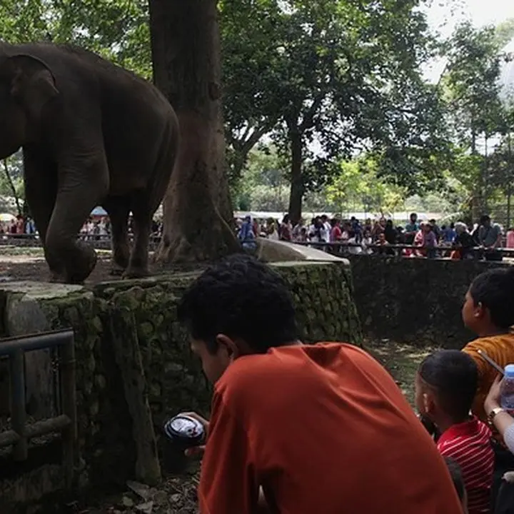 Libur Tahun Baru, Pengelola Prediksi 100 Ribu Pengunjung Padati Taman Margasatwa Ragunan