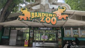 Kementerian Kehutanan Cabut Izin Konservasi Bandung Zoo, Satwa Diselamatkan