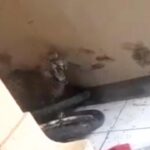Macan Tutul Kumbang Turun ke Permukiman Warga Bandung, Dua Orang Terluka