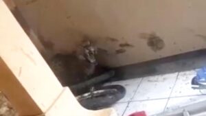 Macan Tutul Kumbang Turun ke Permukiman Warga Bandung, Dua Orang Terluka