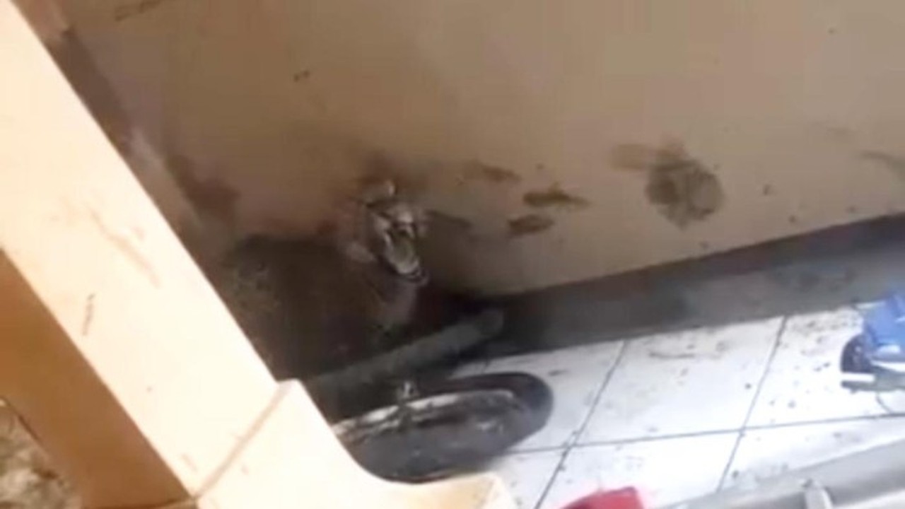 Macan Tutul Kumbang Turun ke Permukiman Warga Bandung, Dua Orang Terluka