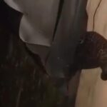 Macan Tutul Masuk Permukiman Bandung, Dua Warga Terluka Akibat Terkam