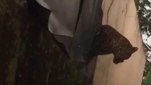 Macan Tutul Masuk Permukiman Bandung, Dua Warga Terluka Akibat Terkam