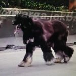 Anjing Afghan Hound Menggemaskan Hebohkan Daan Mogot, Sempat Dikira Kambing